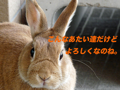 P1130742のコピー