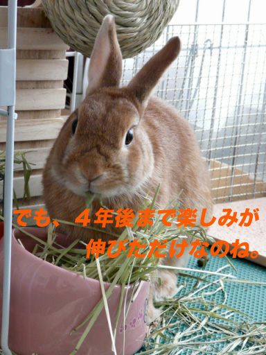 P1100754のコピー