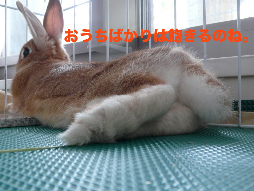 P1050923のコピー