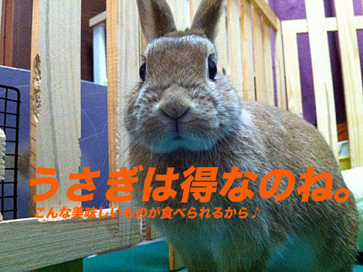 IMG_7884のコピー