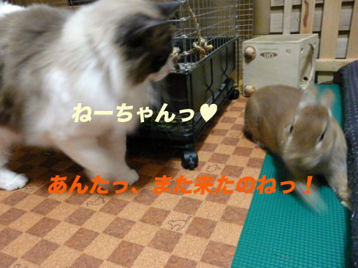 P1150336のコピ