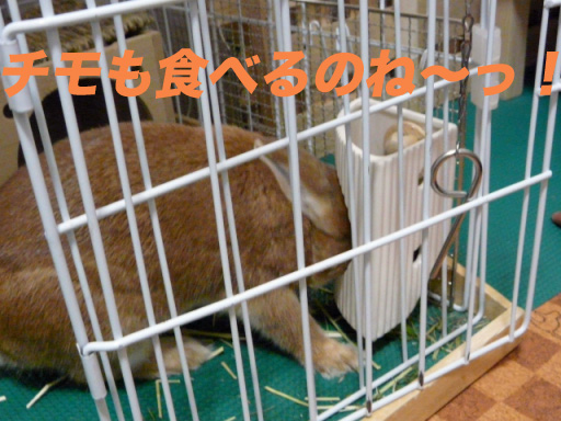P1100710のコピー