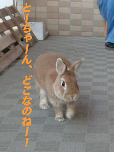 P1150013のコピ
