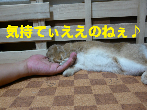 P1060501のコピー