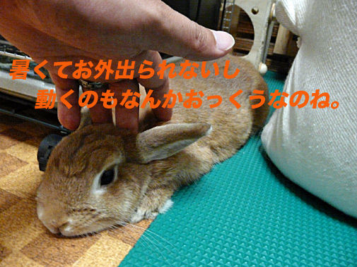 P1150946のコピー