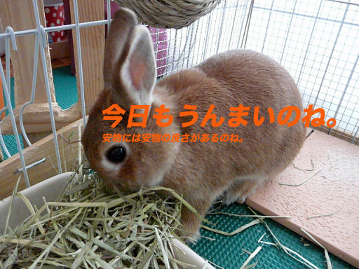 P1110826のコピー