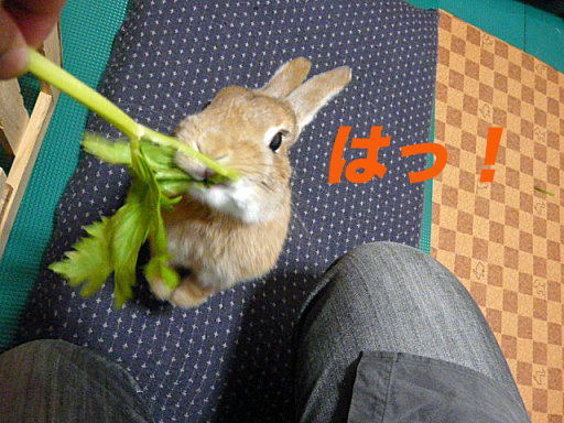 P1150386のコピー