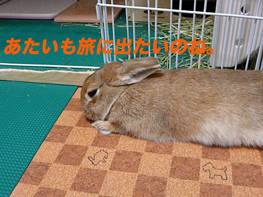 P1130096のコピー