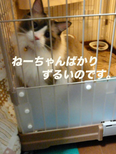P1140507のコピ
