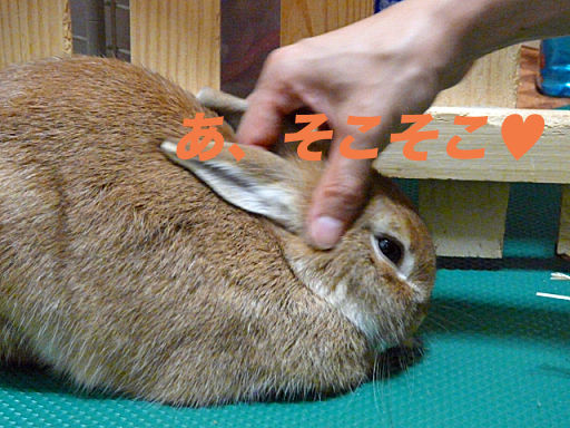 P1120134のコピー