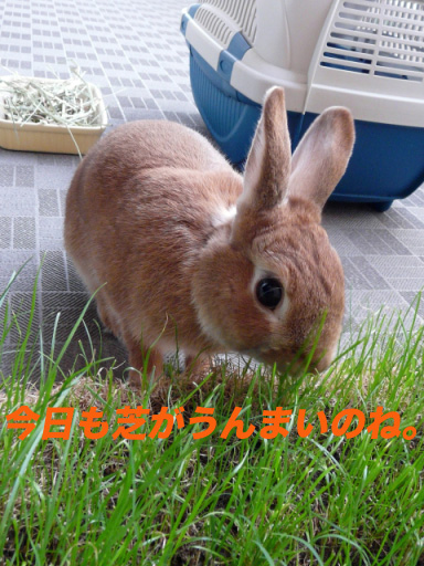 P1100293のコピー