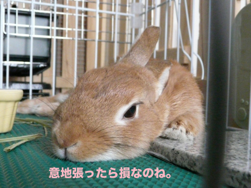 P1050242のコピー