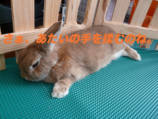 P1110432のコピー