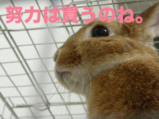 P1050192のコピー