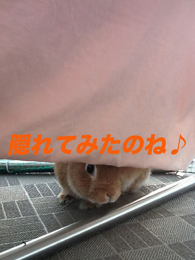 IMG_7819のコピー