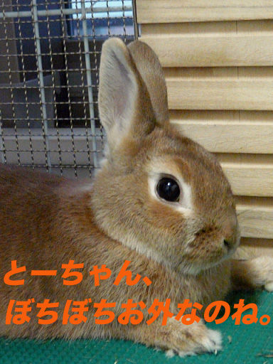 P1110752のコピー