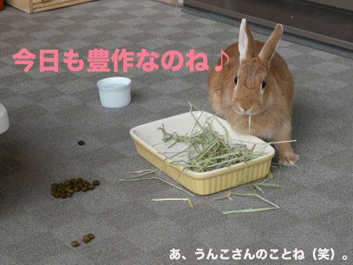 P1050167のコピー