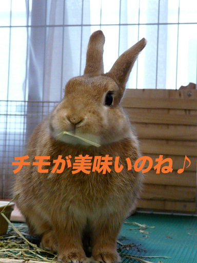 P1110513のコピー