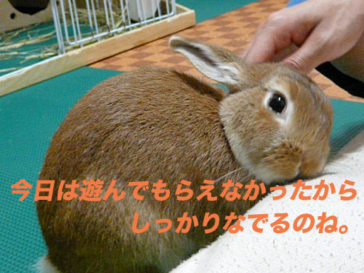 P1120151のコピー