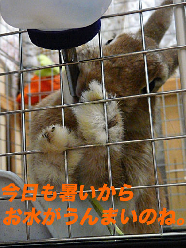 P1140382のコピ