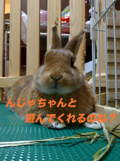 P1110459のコピー