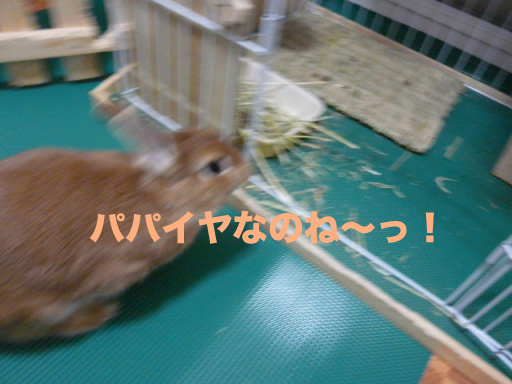 P1090536のコピー