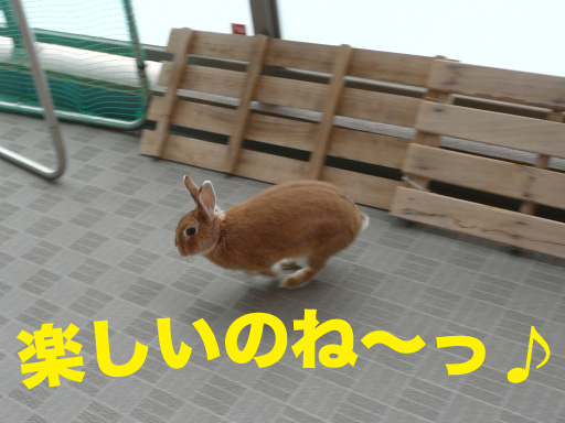 P1060676のコピー