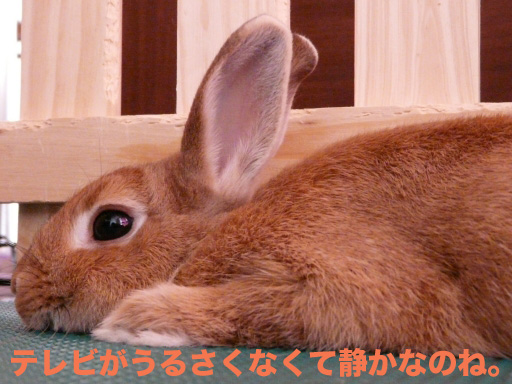 P1060076のコピー