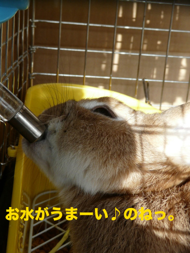 P1080672のコピー