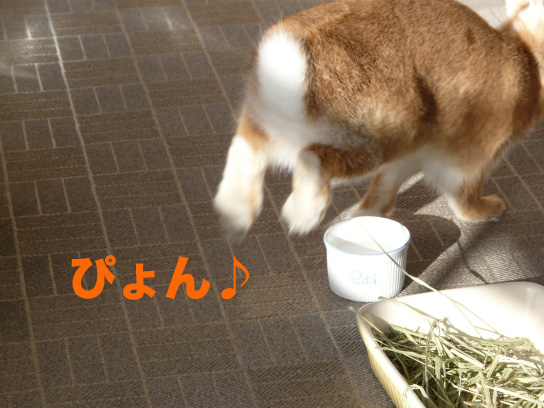 P1030312のコピー