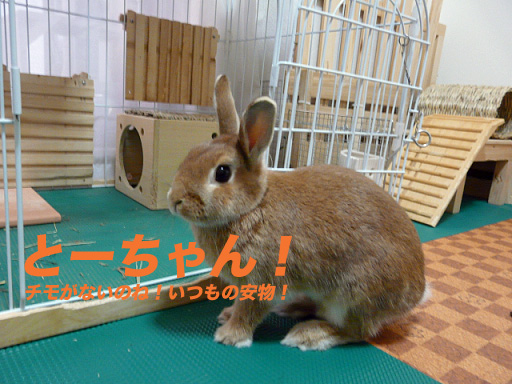 P1110473のコピー