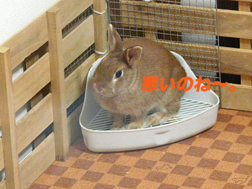 P1120599のコピー