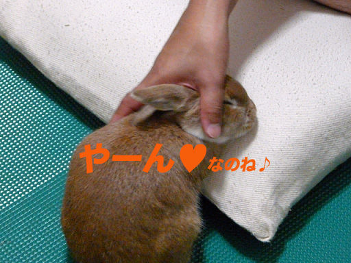 P1110812のコピー