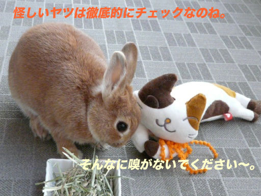 P1140760のコピ
