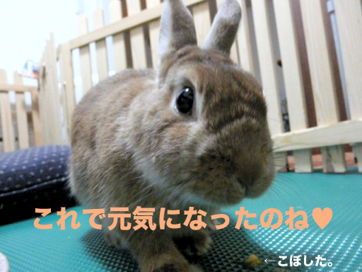 P1090538のコピー