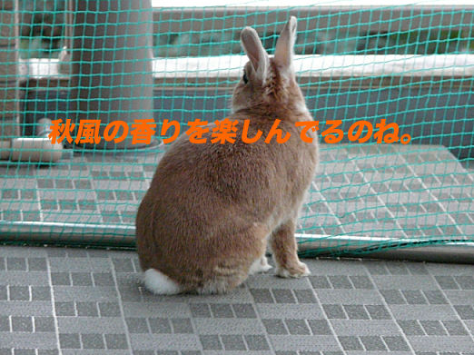 P1160400のコピー