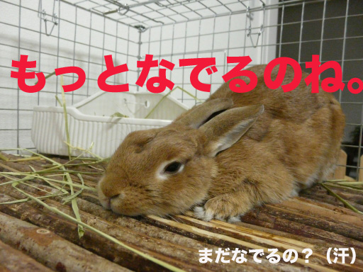 P1050228のコピー