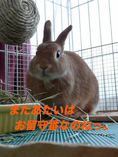 P1110823のコピー