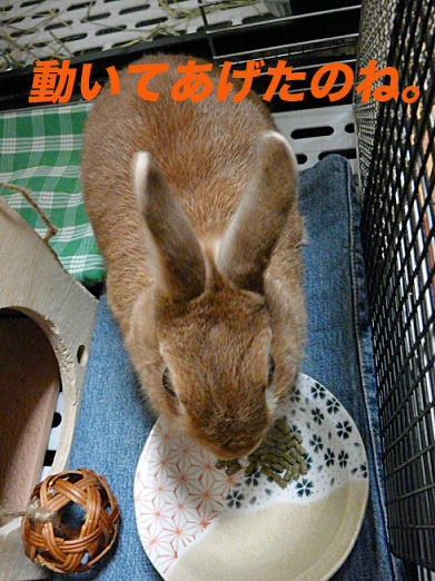P1150993のコピー