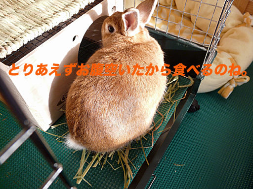 P1130184のコピー