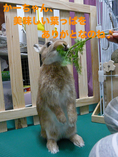 P1070681のコピー