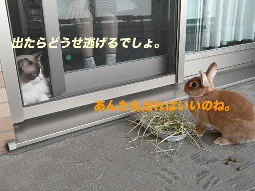 P1140635のコピ