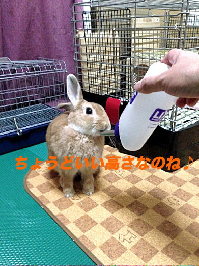16のコピー