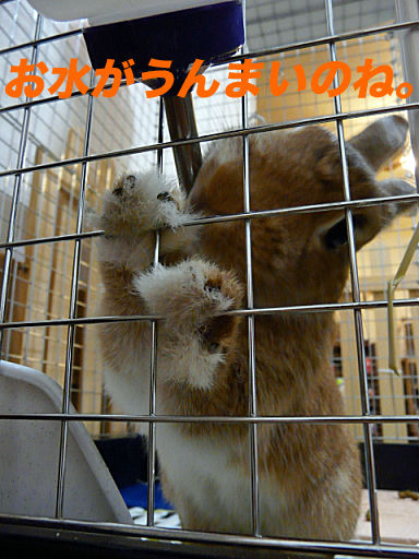 P1130883のコピ