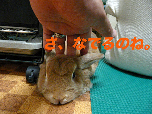 P1150945のコピー