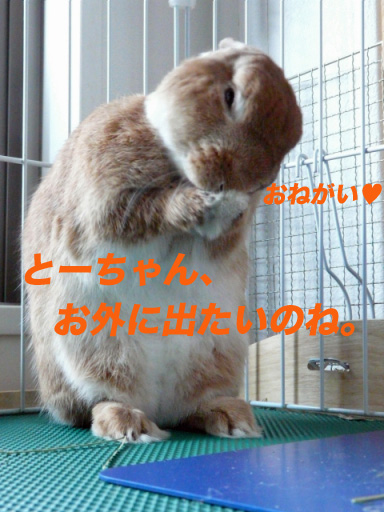 P1100237のコピー