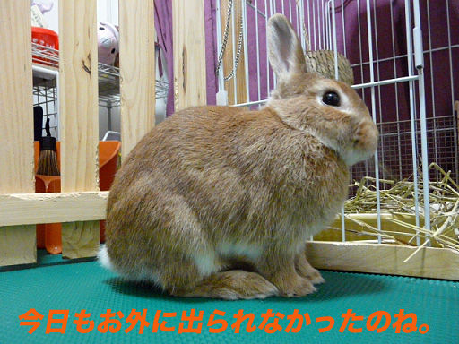 P1110794のコピー