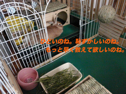 P1100282のコピー