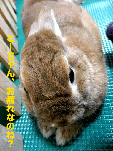 P1080680のコピー