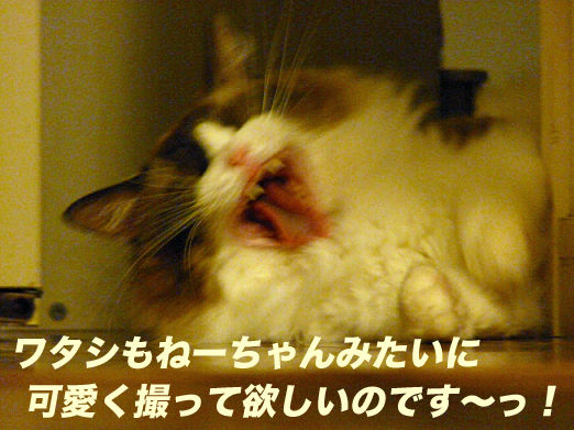 P1160017のコピー